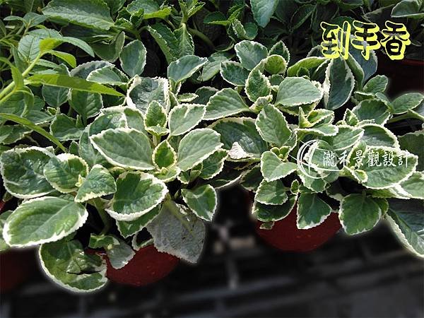 lungho-Vanilla plant4.jpg