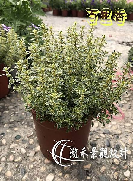 lungho-Vanilla plant1.jpg
