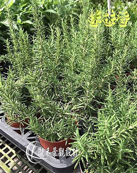 lungho-Vanilla plant3.jpg