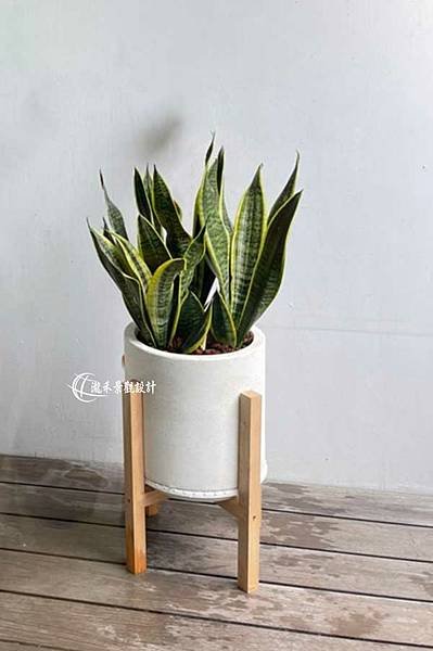 Snake Plant-02.jpg