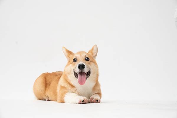 fatty-corgi-1QsQRkxnU6I-unsplash.jpg