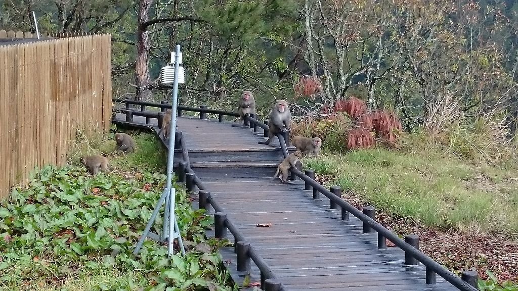 小鬍子雪訓2016_0121_094232(001).jpg