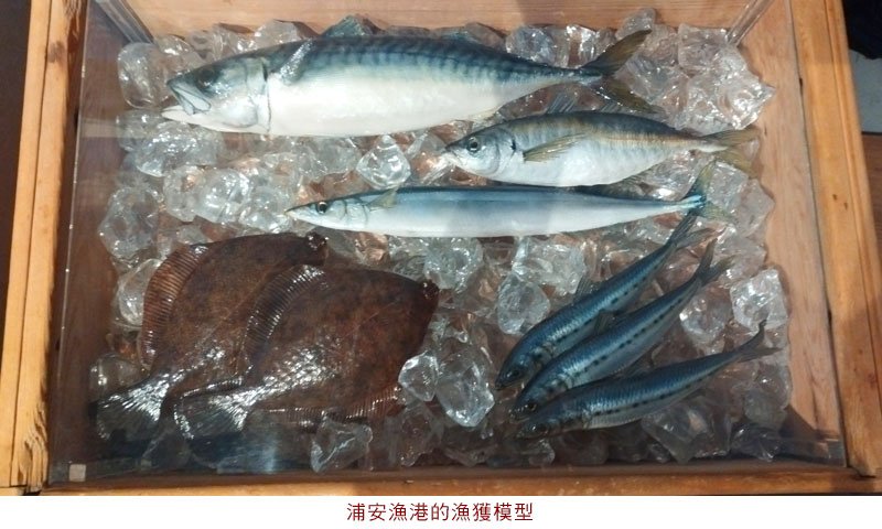 漁獲模型.jpg