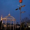 _DSC2954