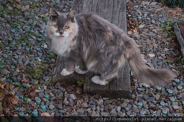 DSC00335