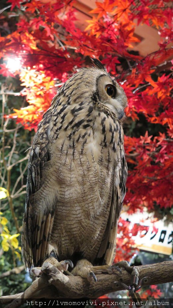 IMG_0091.JPG