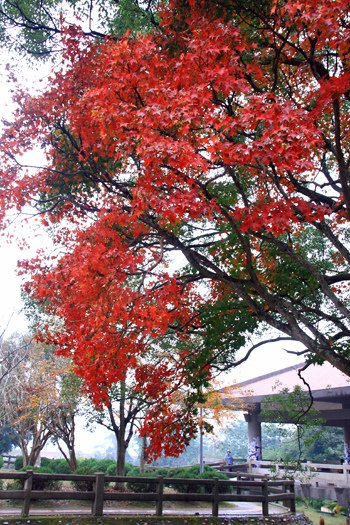 煙雨濛濛 楓石門