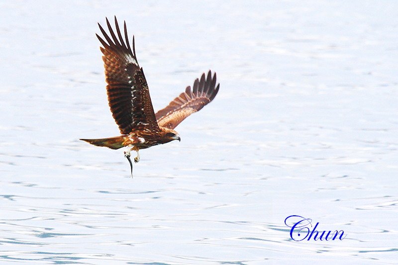 基隆港 賞黑鳶