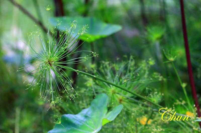 紙莎草