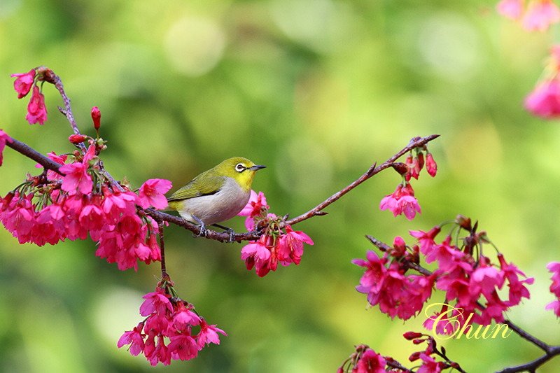 山櫻花與綠繡眼