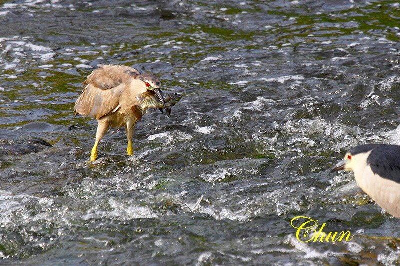 IMG_2246