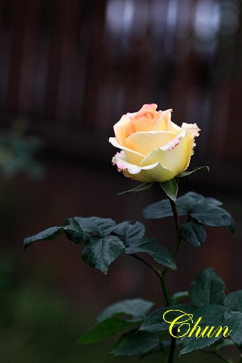 IMG_8591