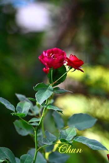 IMG_9260