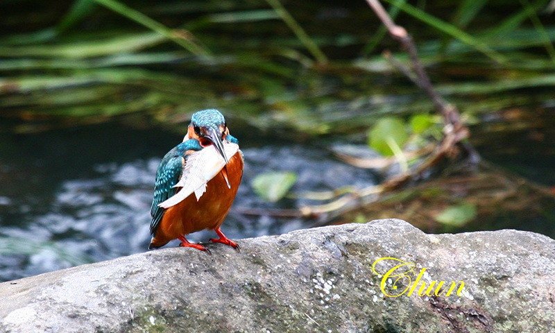 IMG_2396
