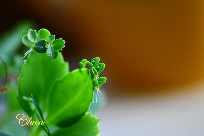 IMG_3421