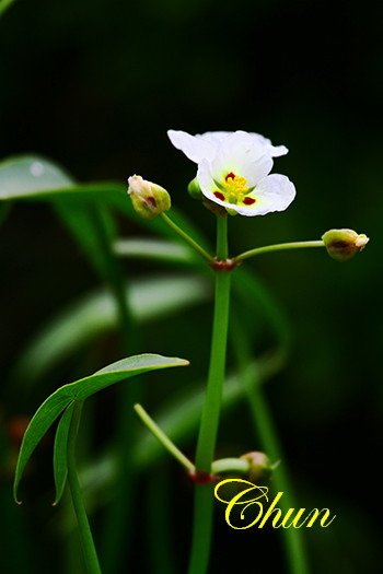 IMG_8438