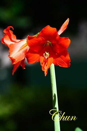 IMG_4787
