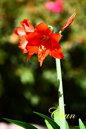 IMG_4785