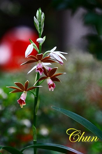 IMG_1869.JPG