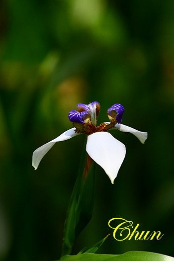 IMG_2778.JPG