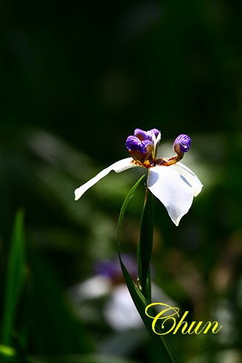 IMG_2786.JPG