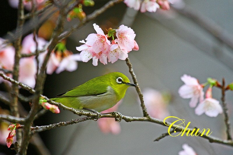 賞櫻趣