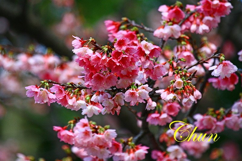 賞櫻趣