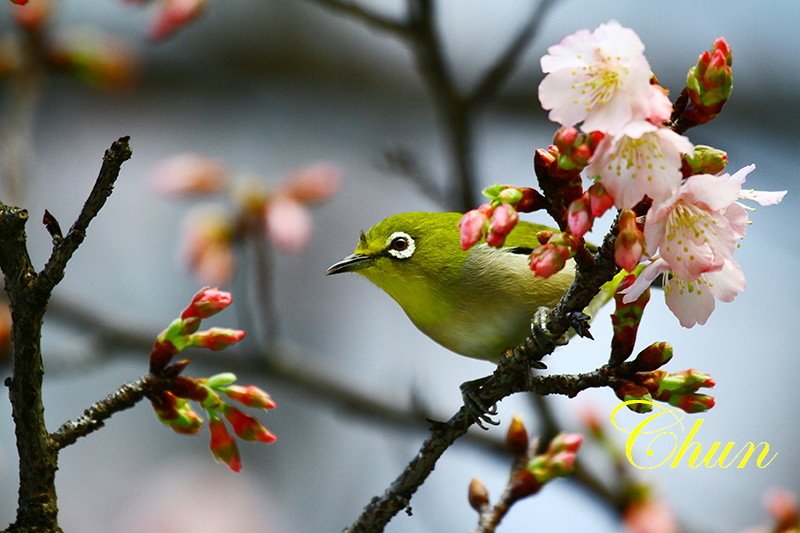 賞櫻趣