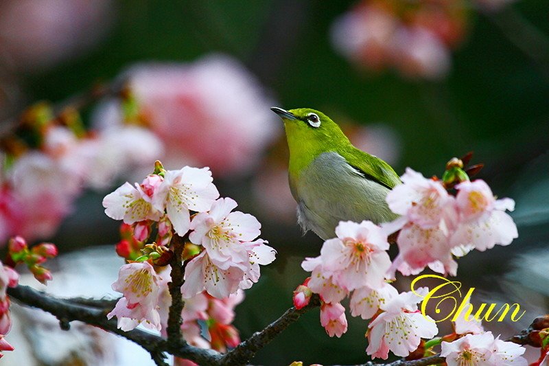 賞櫻趣