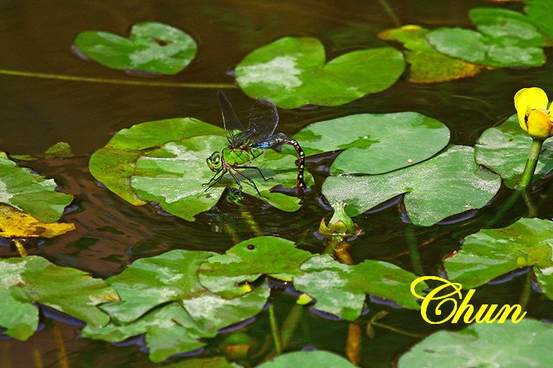 麻斑晏蜓(雌)產卵