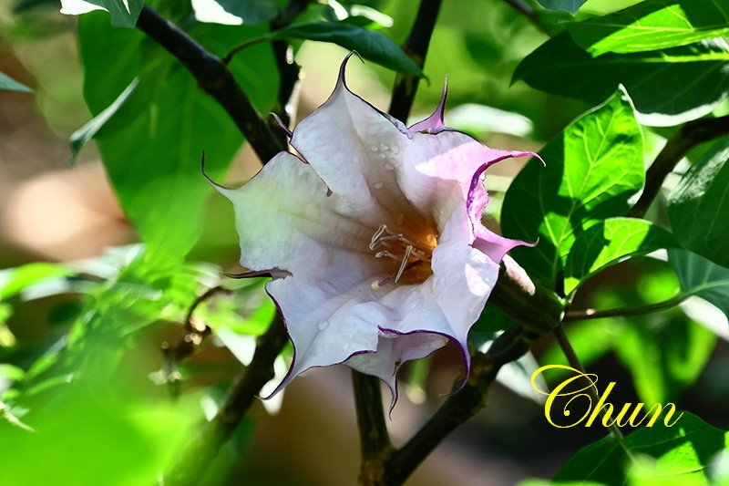 含羞草、重辦紫曼陀羅、黃花曼陀羅