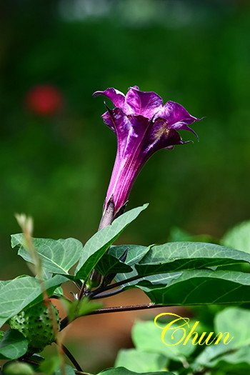 IMG_2211.JPG