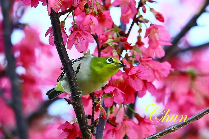 春色滿園