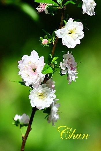 郁李
