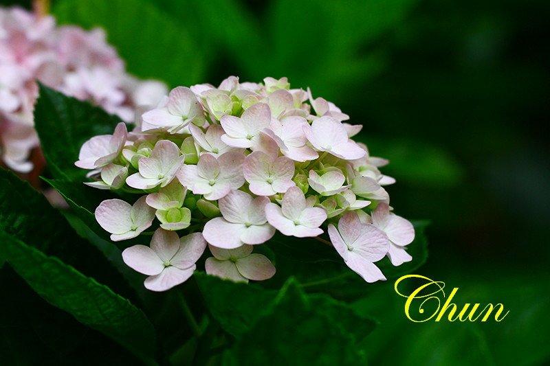 繡球花、火球花