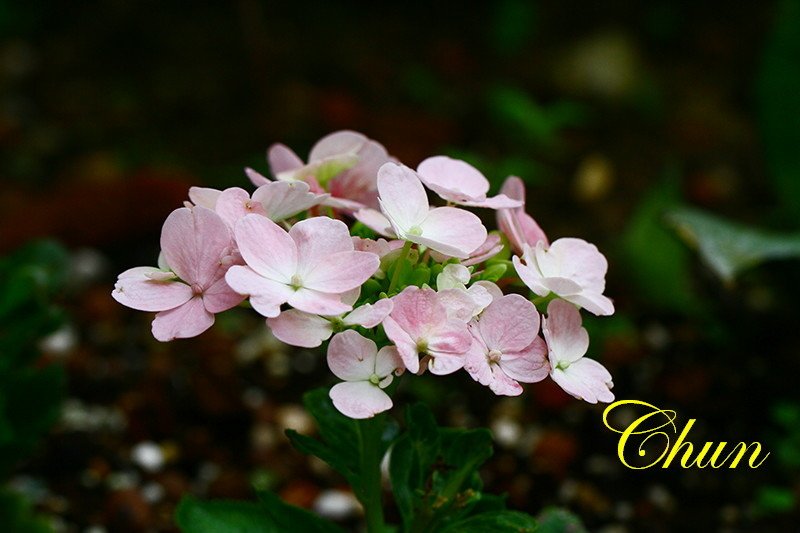 繡球花、火球花
