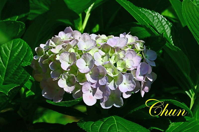 繡球花、火球花