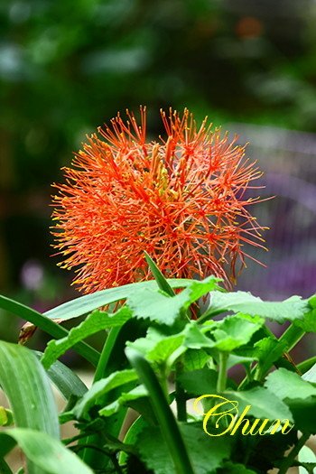繡球花、火球花