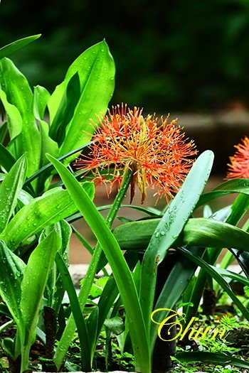 繡球花、火球花