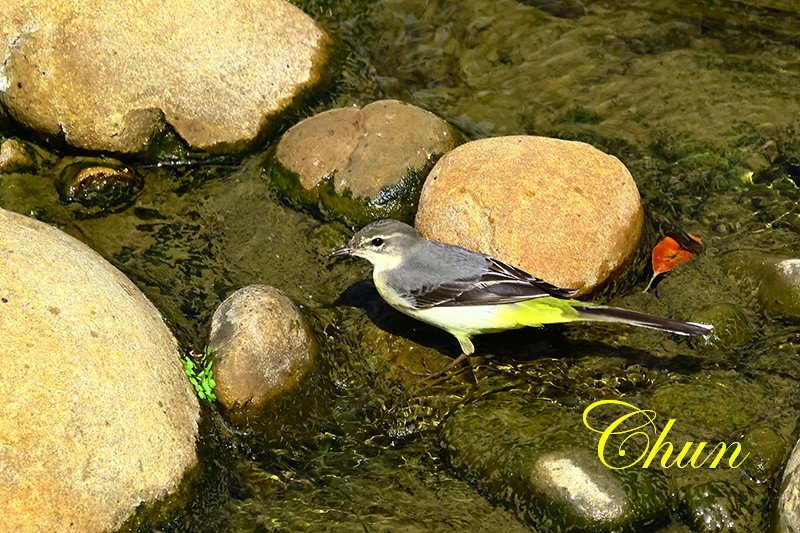 隨拍飛羽篇(磯鷸、洋燕、灰鶺鴒、斑文鳥)