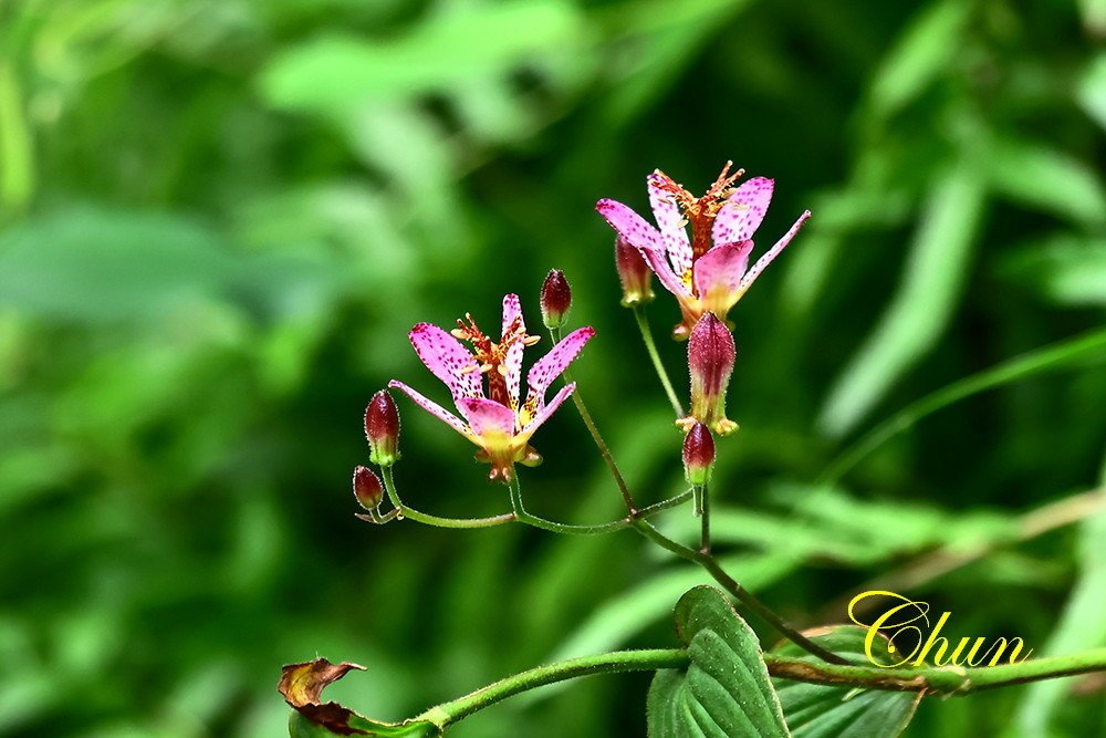 台北植物園台灣油點草與青條花蜂