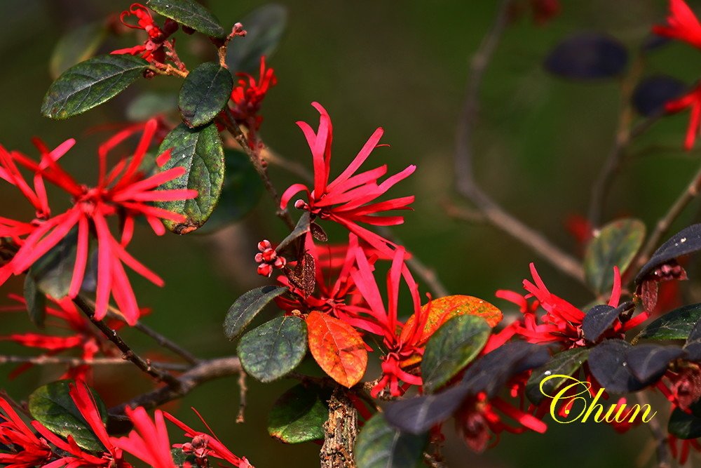 紅花檵木