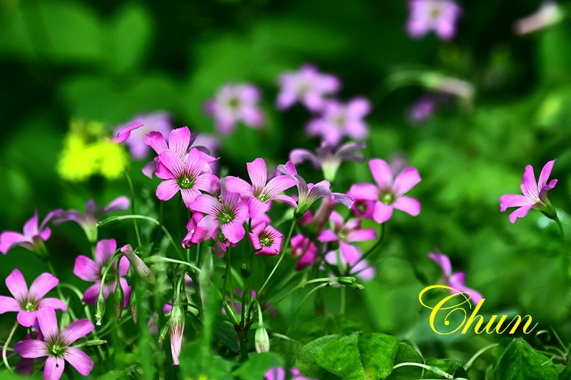 認識小花小草 紫花酢漿草、半枝蓮、通泉草、黃鵪菜