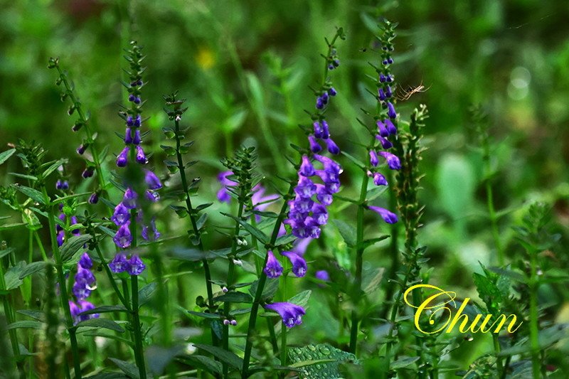 認識小花小草 紫花酢漿草、半枝蓮、通泉草、黃鵪菜