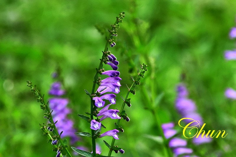 認識小花小草 紫花酢漿草、半枝蓮、通泉草、黃鵪菜