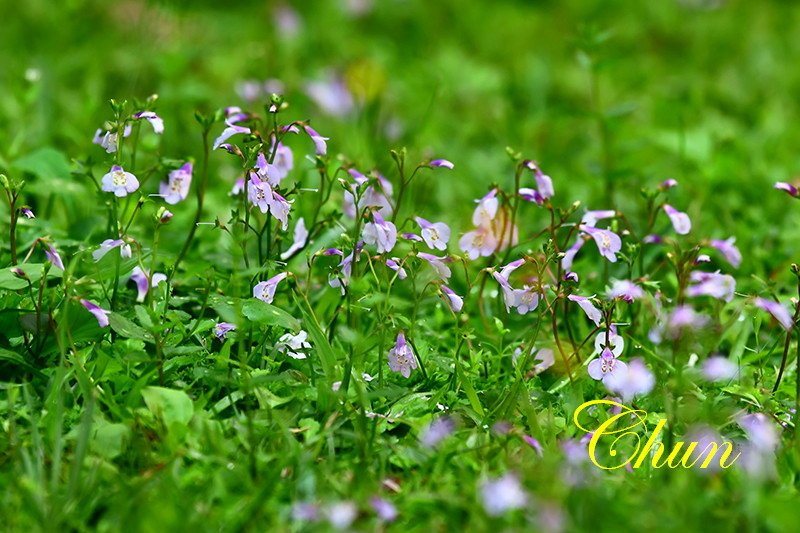 認識小花小草 紫花酢漿草、半枝蓮、通泉草、黃鵪菜