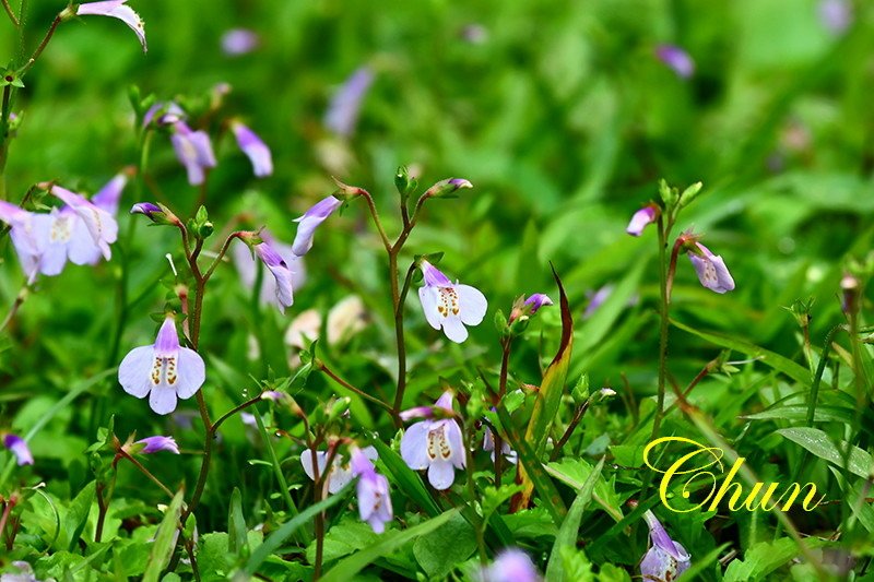 認識小花小草 紫花酢漿草、半枝蓮、通泉草、黃鵪菜