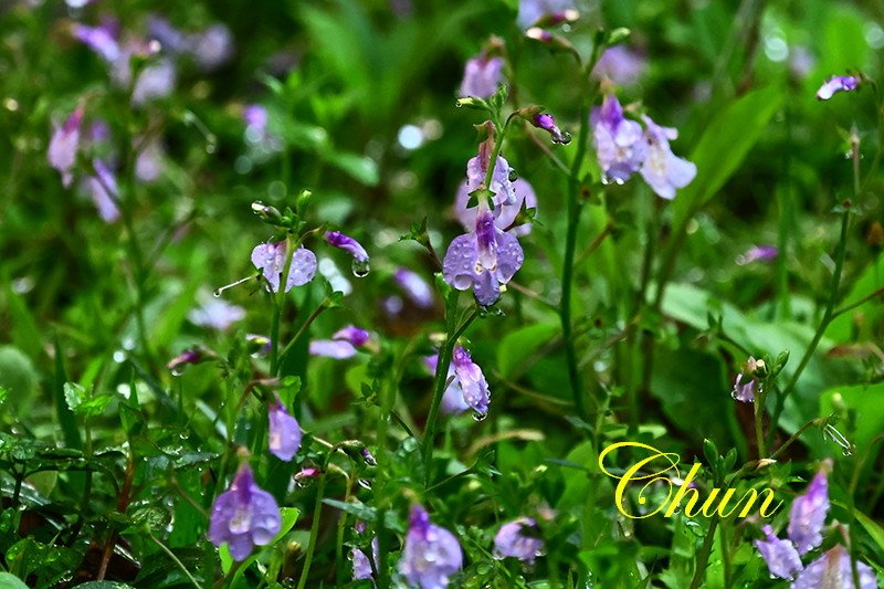 認識小花小草 紫花酢漿草、半枝蓮、通泉草、黃鵪菜