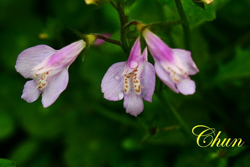 認識小花小草 紫花酢漿草、半枝蓮、通泉草、黃鵪菜