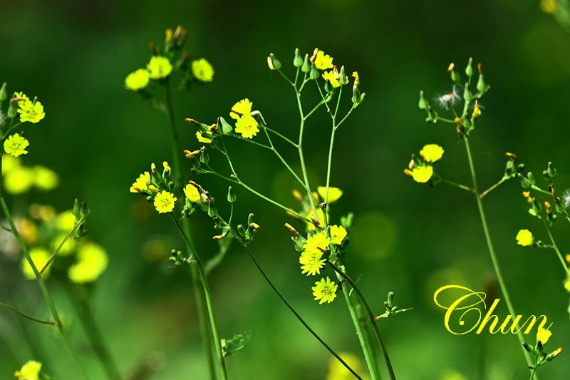 認識小花小草 紫花酢漿草、半枝蓮、通泉草、黃鵪菜